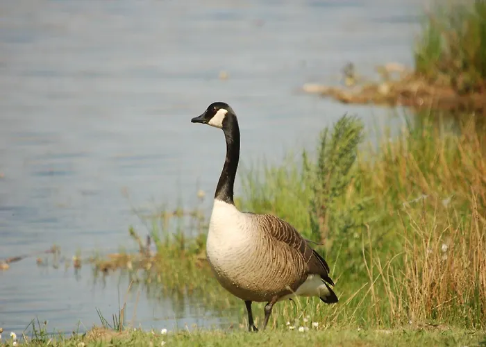Completely Detached In A Nature-filled Park By A Large Fen 別荘 *