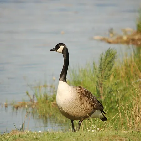 Completely Detached In A Nature-filled Park By A Large Fen Stramproy